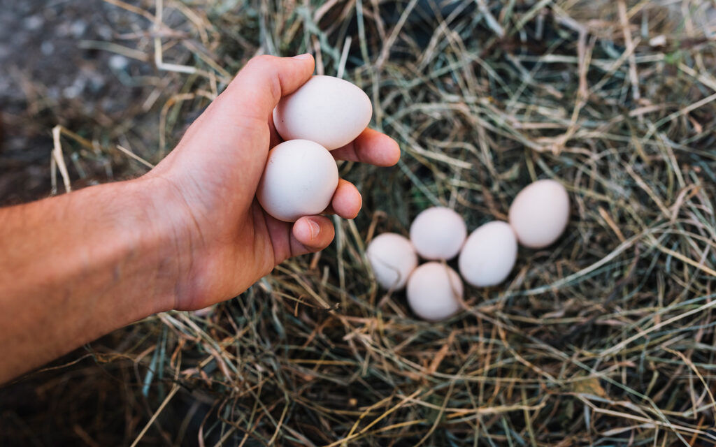 huevos camperos
