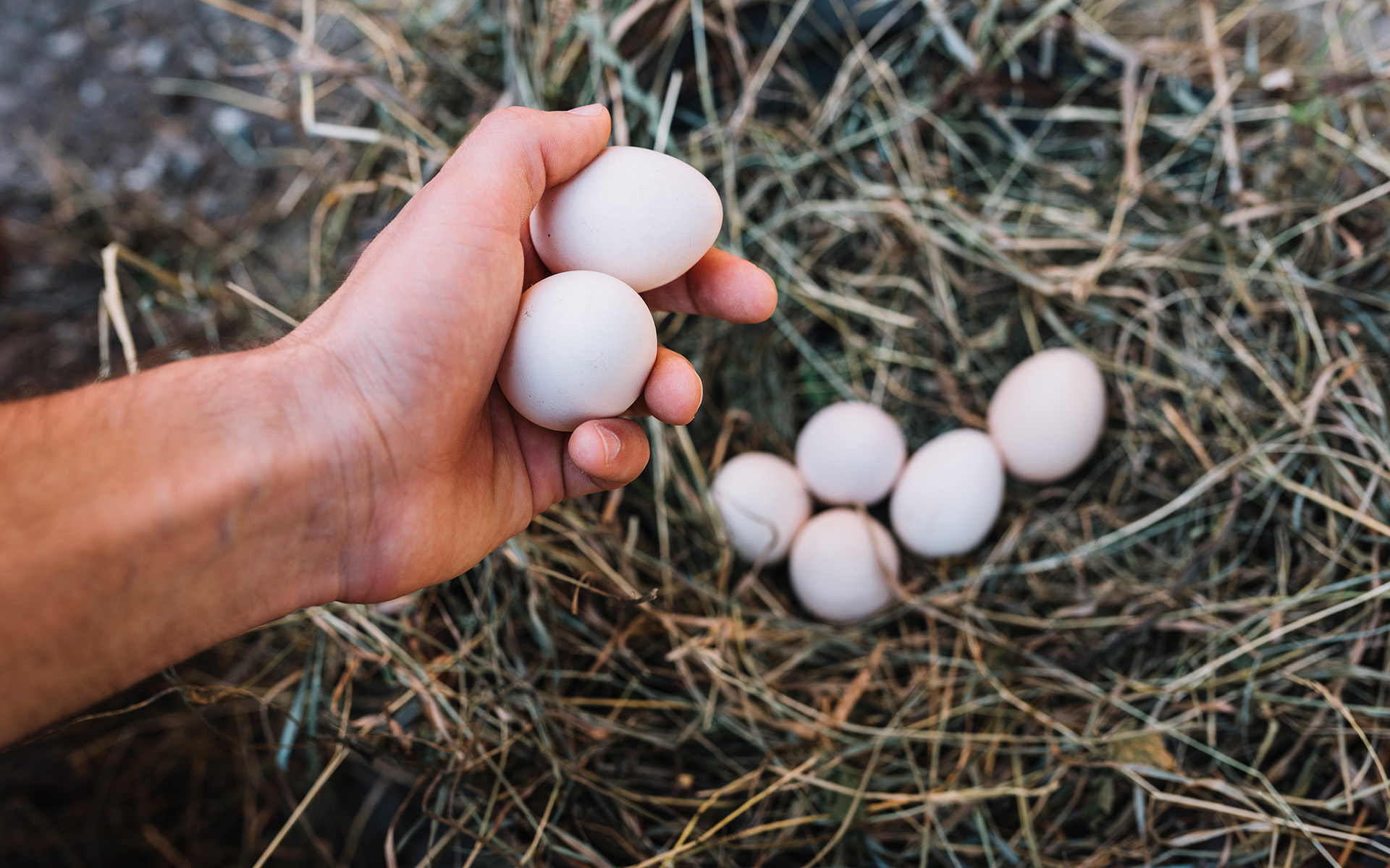 huevos camperos conservar